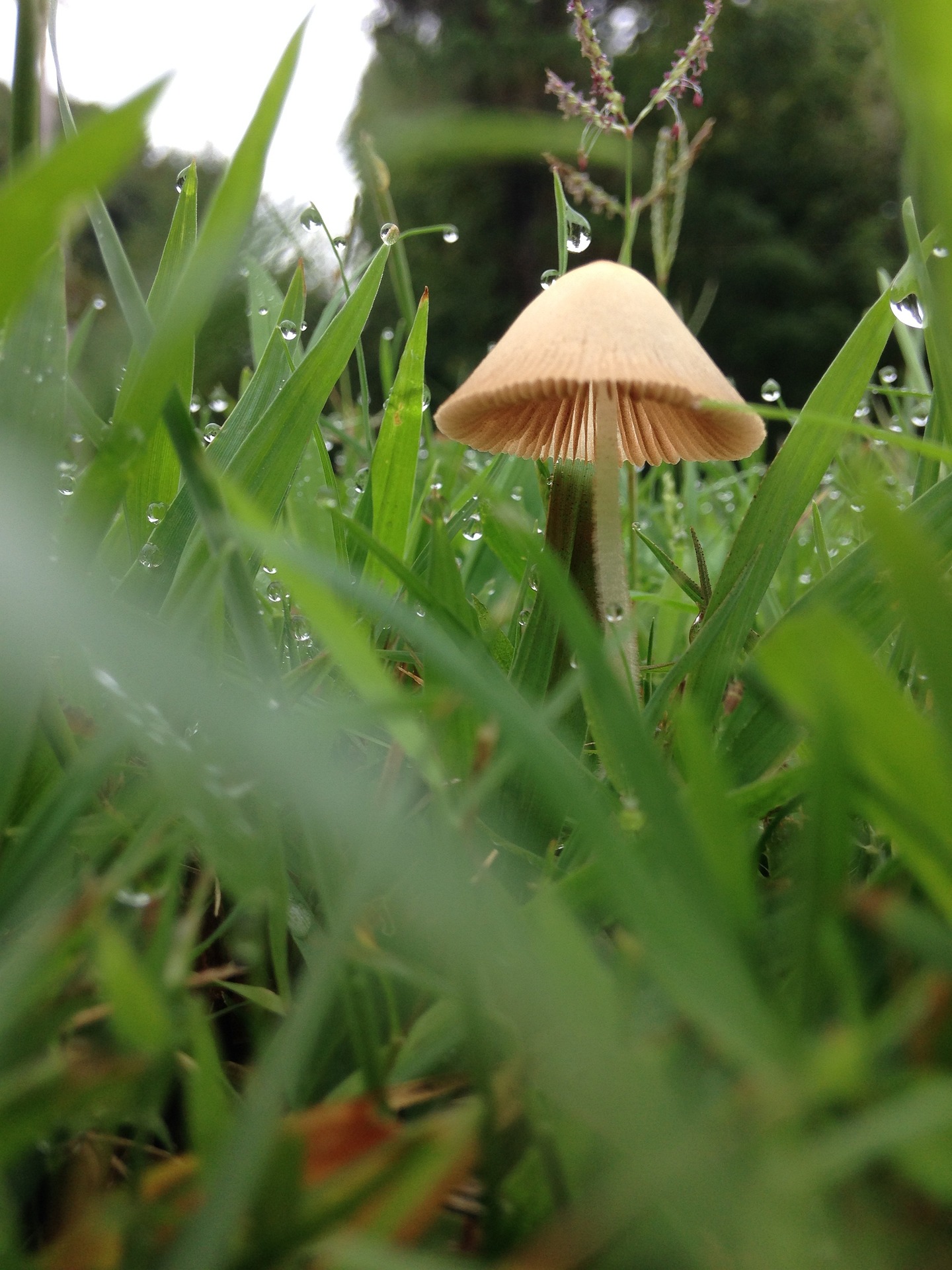 Fairy ring patterns observed in nature
