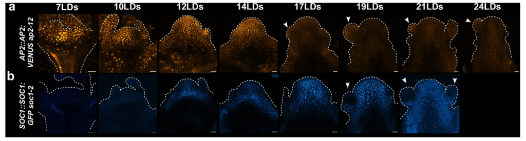 長日条件で育てたシロイヌナズナの茎頂分裂組織におけるAP2::AP2:VENUS（橙）とSOC1::SOC1:GFP（青）の7〜24日齢の時系列蛍光像。