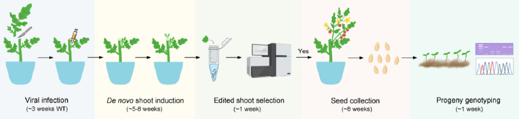Workflow for TRV infection, de novo shoot induction, edited-shoot selection, seed collection, and progeny genotyping in tomato.