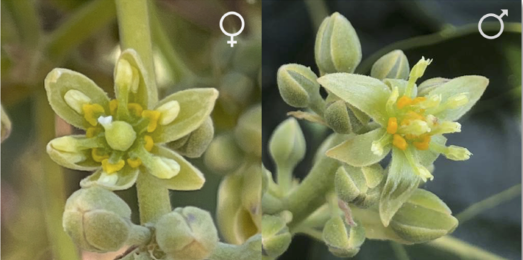アボカドの花の雌性期と雄性期。左は雌性期、右は雄性期を示す。