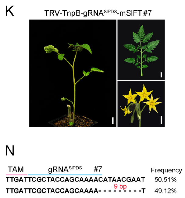 TRV–TnpB-edited tomato shoot #7 targeting SlPDS and amplicon-sequencing results showing a 9-bp deletion allele.