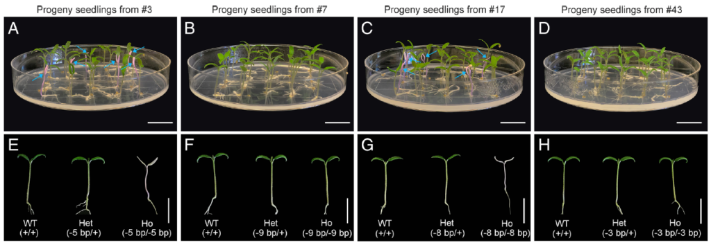 Progeny of TRV–TnpB SlPDS-edited tomato shoots showing wild-type, heterozygous, and homozygous seedlings.