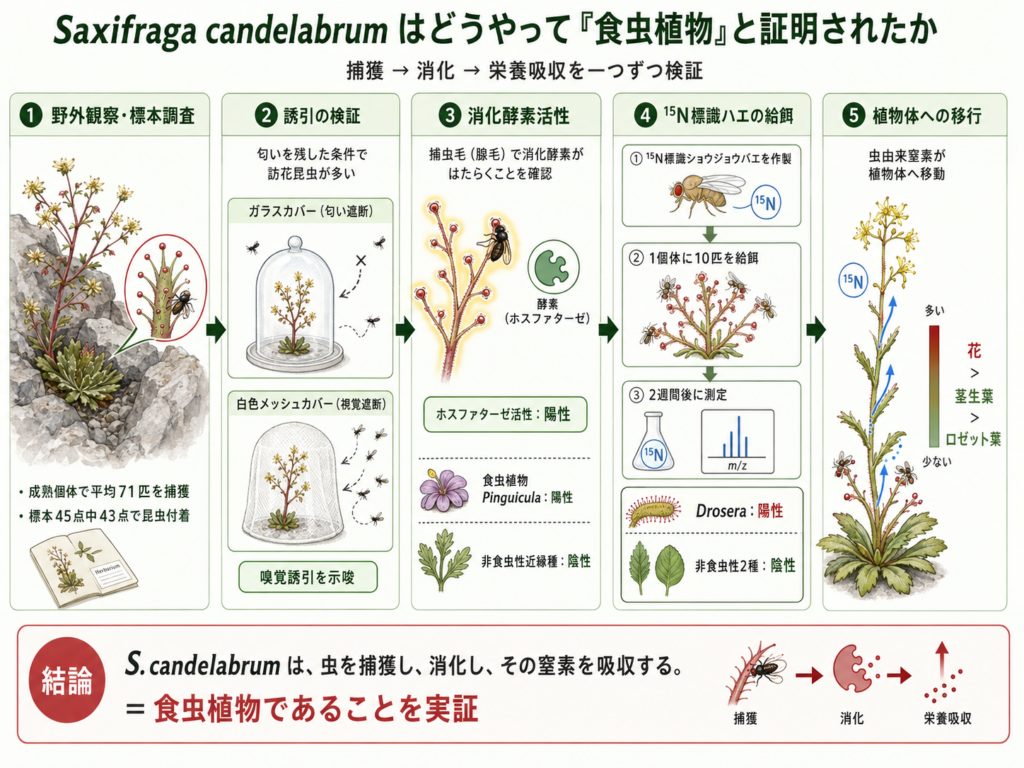Saxifraga candelabrumが食虫植物であることを示した実験全体の流れをまとめた模式図。野外観察、誘引実験、消化酵素活性、15N標識ハエの給餌、植物体への窒素移行を5段階で示している。