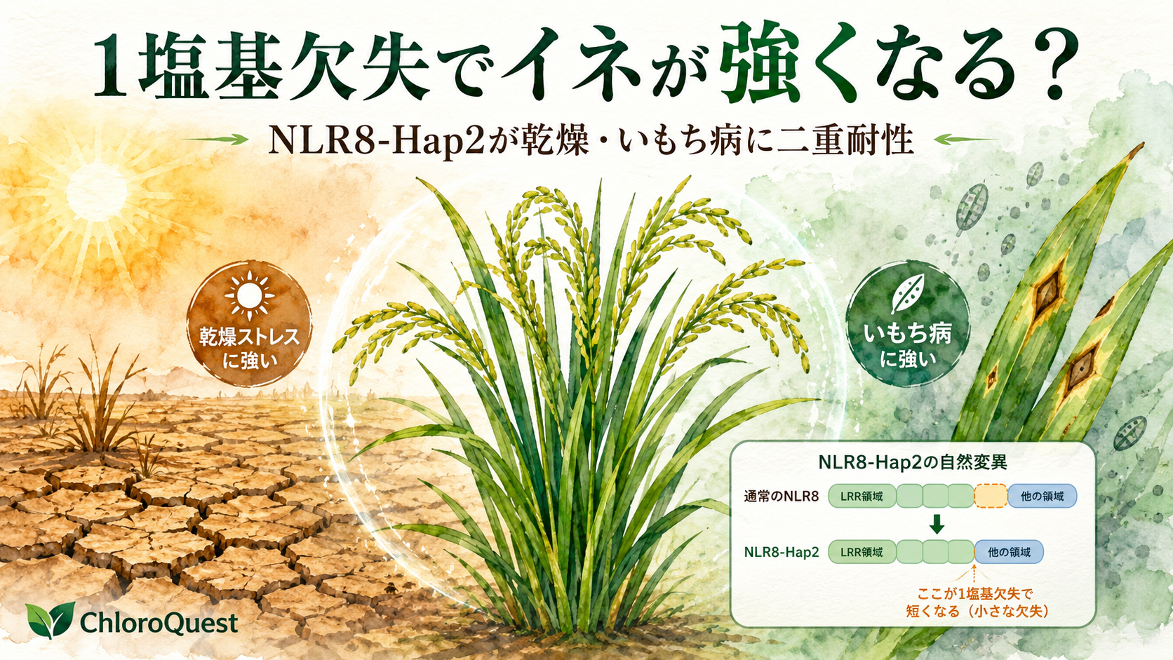 乾燥といもち病の両方に耐えるイネとNLR8-Hap2自然変異を示した水彩画調の模式サムネイル