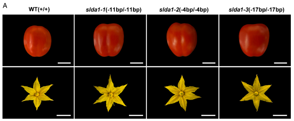 Fruits and flowers from wild-type tomato and three homozygous slda1 frameshift mutant lines.