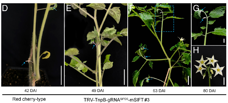 Tomato de novo shoot development at 42, 49, 63, and 80 days after TRV–TnpB treatment, including photobleached tissue.