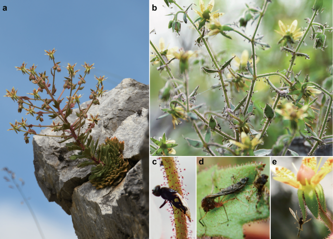 高山の岩場に生育するSaxifraga candelabrumと、赤い粘着性腺毛に捕らえられた昆虫を示す論文Figure 2