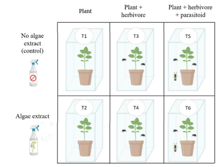 バイオスティミュラント有無と、植物・植食者・寄生蜂の組み合わせを示した6処理区の実験デザイン
