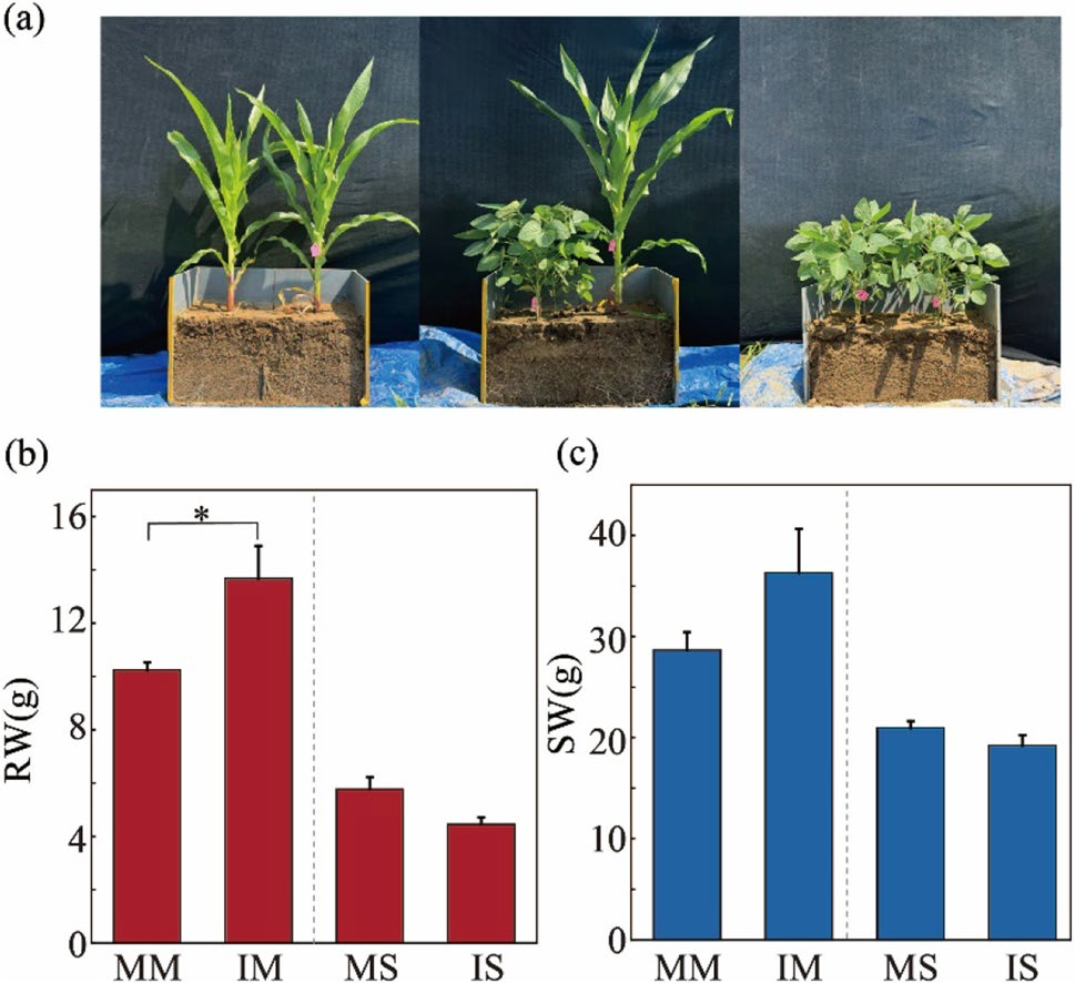 トウモロコシとダイズの単作・混植における生育比較。上段は栽培条件、下段は根乾燥重量と地上部乾燥重量。